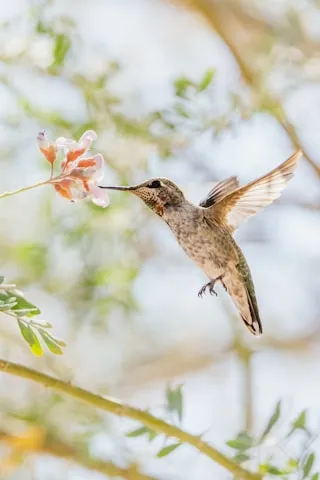 hummingbird