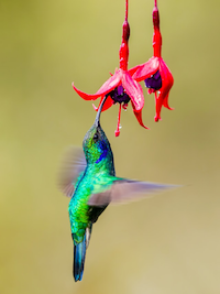 Hummingbird